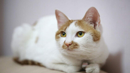 狗砂和猫砂有什么区别(图1)