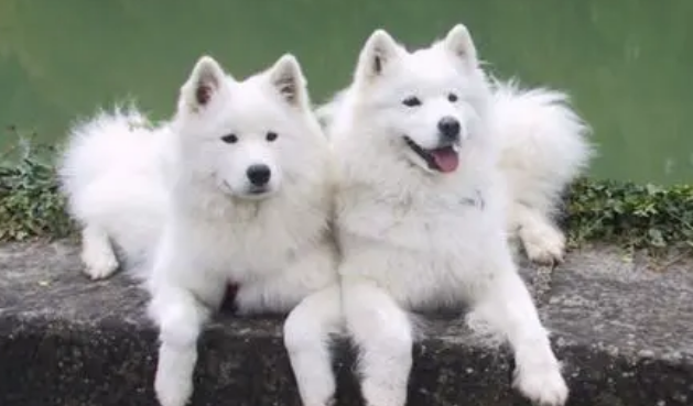 养宠物要查这6个关键点 一不注意很可能会让狗狗“性命不保”(图2)