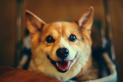 狗狗不拉粑粑咋办？先结论结论具体原因(图3)