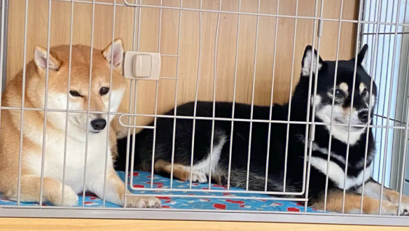 舍不得啊笼养狗狗？那你就不能能感受到 这几个益处(图1)