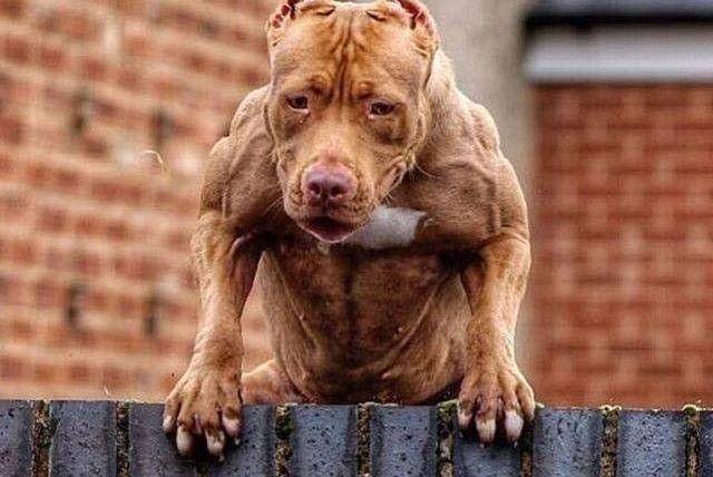 世界上最凶狠的狗 看长相就能略有所知(图1)