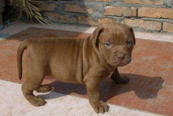 世界上最凶狠的狗 看长相就能略有所知(图3)