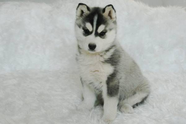 哈士奇能长多大？来差别不大再看看就明白了(图1)