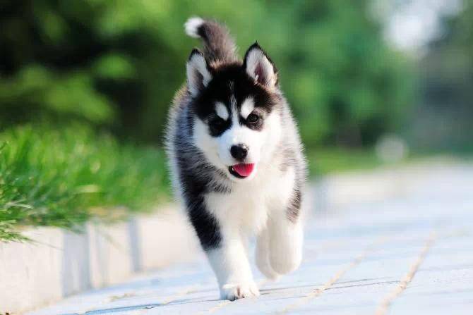 哈士奇能长多大？来差别不大再看看就明白了(图3)