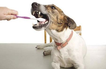 去狗嘴臭偏方 宠主要先试下！(图2)