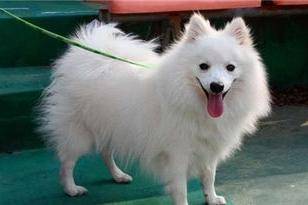 银狐犬的缺点 能接纳和包容的都不叫缺点(图2)