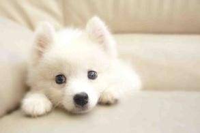 银狐犬的缺点 能接纳和包容的都不叫缺点(图3)