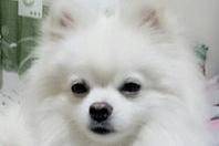 银狐犬的缺点 能接纳和包容的都不叫缺点(图1)