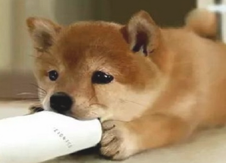 主人家每日里给小狗说下边5句话 小狗会最感谢你 慌忙来试一下(图2)