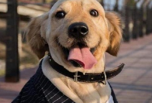 主人家每日里给小狗说下边5句话 小狗会最感谢你 慌忙来试一下(图1)