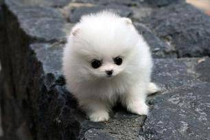 狗鼻塞是怎么回事？先仔细下得出答案具体一点原因(图1)