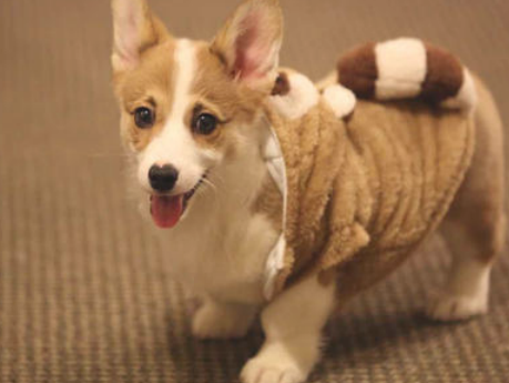 狗狗长藓要注意什么？(图1)