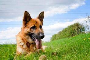 德牧和黑背的区别？这几点是少见突出的(图2)