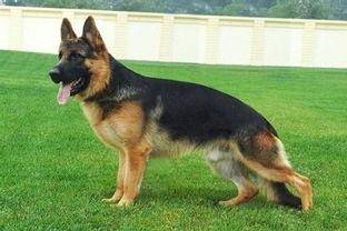 德牧和黑背的区别？这几点是少见突出的(图1)