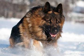 德牧和黑背的区别？这几点是少见突出的(图3)