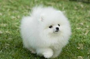 博美我看纯不纯 有几个很明显的特征(图2)