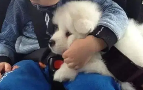 狗狗卖萌装可爱的几种方法 如果你没曾经见过 是因为它不爱你！(图2)