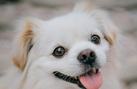 狗狗卖萌装可爱的几种方法 如果你没曾经见过 是因为它不爱你！(图1)