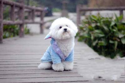 养泰迪狗注意事项 这几点不容易让主人不自在(图3)