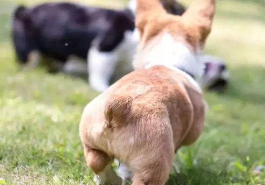 狗狗一直做拉大便次数多的姿势是咋回事？(图1)