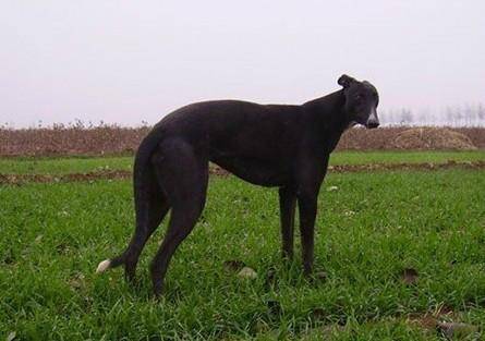 格力犬哪里有卖？大概多少钱一只(图2)