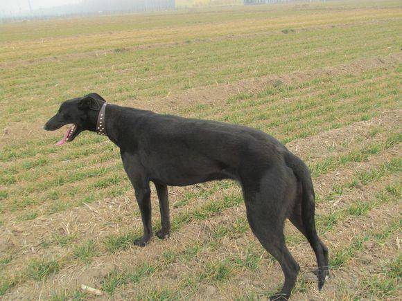 格力犬哪里有卖？大概多少钱一只(图1)