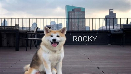 小h是秋田犬应该柴犬(图1)