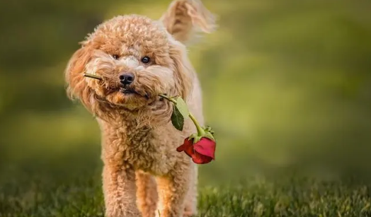 七八个月的狗狗突然最好不要吃物品？该怎么办啊？(图2)