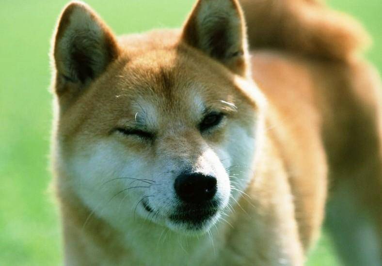 宠物狗品种及价格 常见的品种讲(图2)