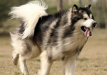 阿拉斯加不吃狗粮 相同情况相同结论(图1)