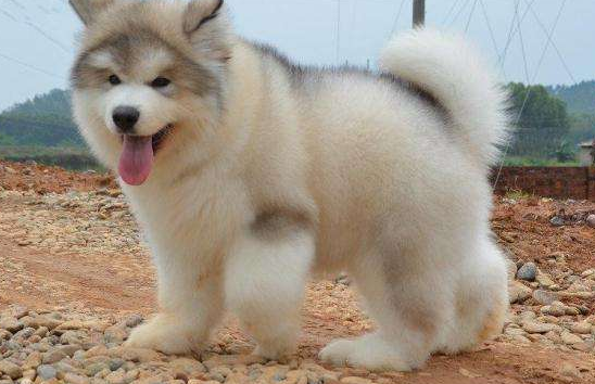 阿拉斯加不吃狗粮 相同情况相同结论(图2)