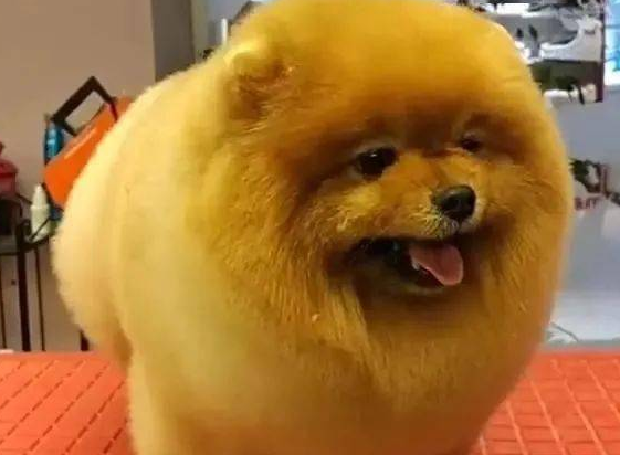 三个月的狗狗掉毛有很多 是营养缺乏吗？(图1)