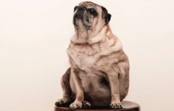 三个月的狗狗掉毛有很多 是营养缺乏吗？(图2)