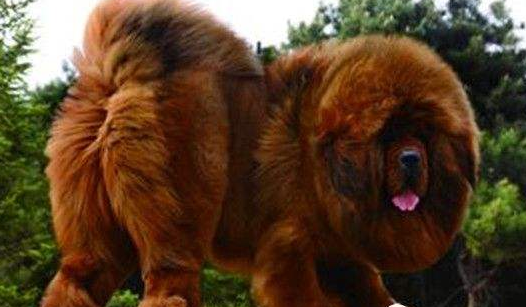 杜高犬和藏獒哪个列害？藏獒的体型就胜了一半(图1)