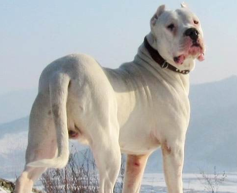 杜高犬和藏獒哪个列害？藏獒的体型就胜了一半(图2)