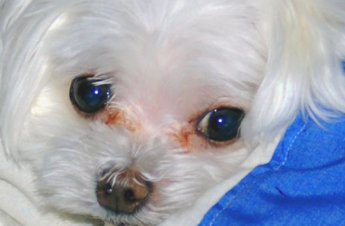 我们家的狗狗有泪痕了 知道一点这好多个缘故 可以轻松拿下！(图2)