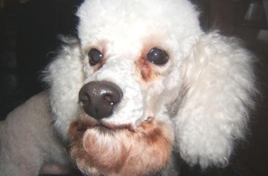 我们家的狗狗有泪痕了 知道一点这好多个缘故 可以轻松拿下！(图1)