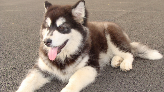 小狗忽地“脚瘸了”？先不用急 这样的缘故占大部分(图1)