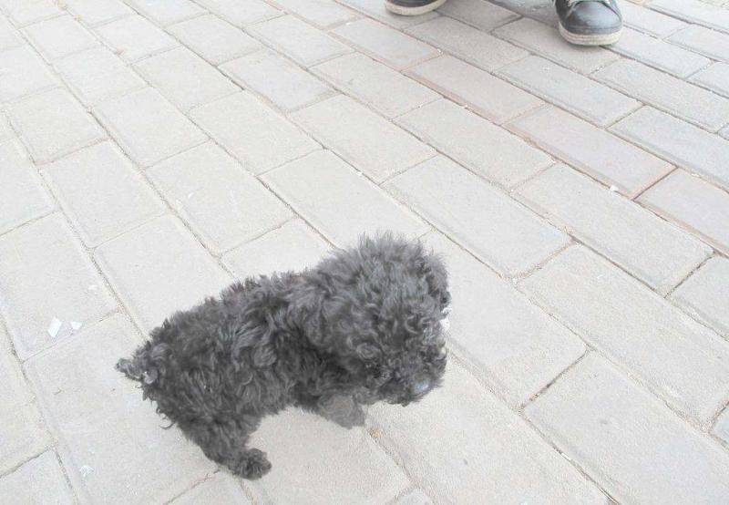 贵宾犬和泰迪哪个贵？两者价格对比分析(图2)