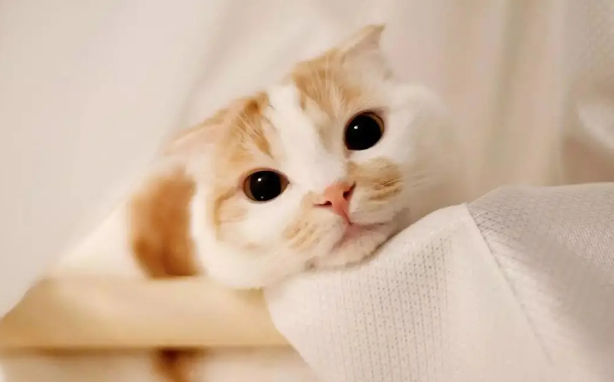 猫咪咬人、乱尿、抓沙发…怎么再次改呀猫咪不良行为？(图4)