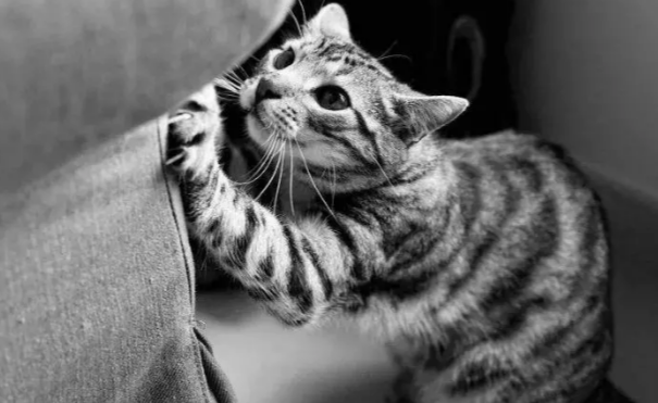 猫咪咬人、乱尿、抓沙发…怎么再次改呀猫咪不良行为？(图1)