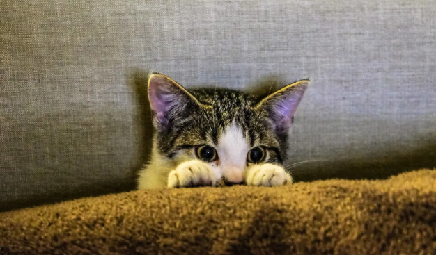 猫咪咬人、乱尿、抓沙发…怎么再次改呀猫咪不良行为？(图3)