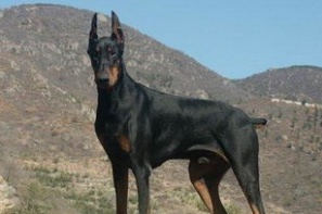 杜宾犬凶吗？外表却不是华指内心(图2)