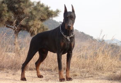 杜宾犬凶吗？外表却不是华指内心(图3)