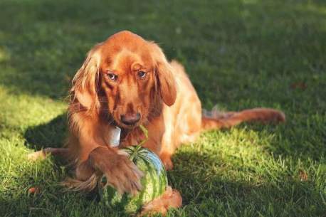 狗狗没病胃口忽然减低是为什么不？(图2)