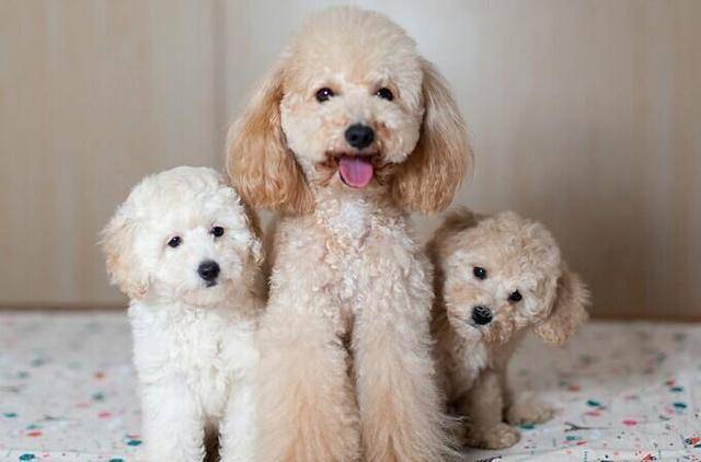 泰迪能不能吃苹果吗？泰迪能吃什么呢水果(图1)