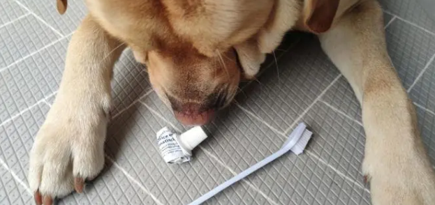 狗我吃人的美白牙膏会死吗？狗吃牙膏会怎么样？(图1)