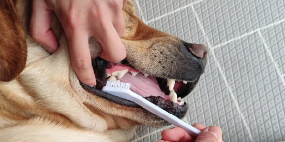 狗我吃人的美白牙膏会死吗？狗吃牙膏会怎么样？(图2)