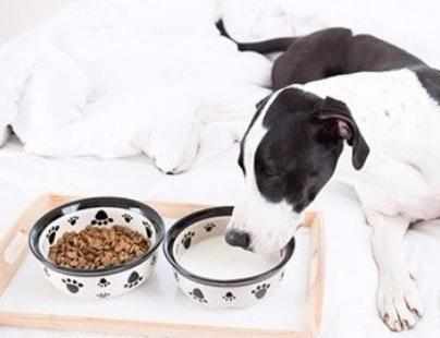 小狗这个可以喝牛奶吗 慌忙来所了解(图1)