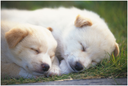 小狗这个可以喝牛奶吗 慌忙来所了解(图2)